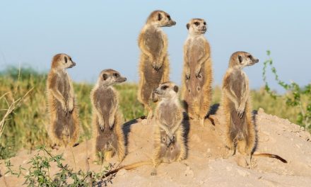 A Conservationist's Top Five Wildlife Moments in Botswana