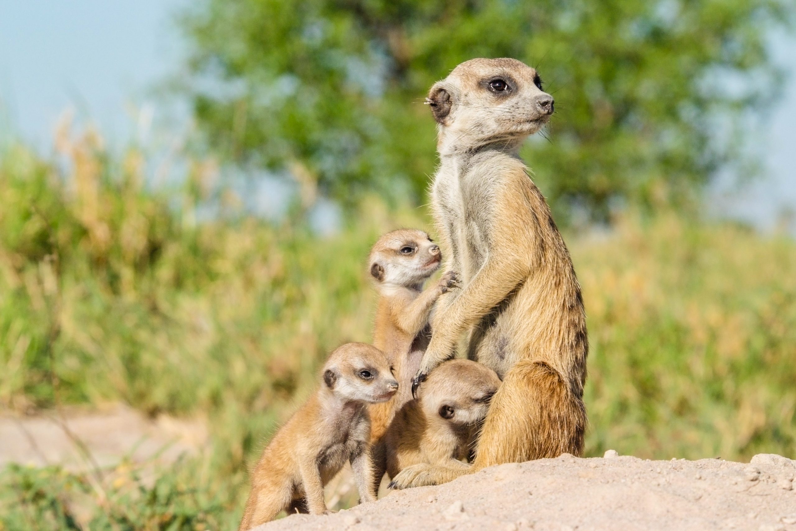 A sentry cares for meerkat pups back at the den, as the rest of the troop goes foraging. © WWF-US/Rachel Kramer