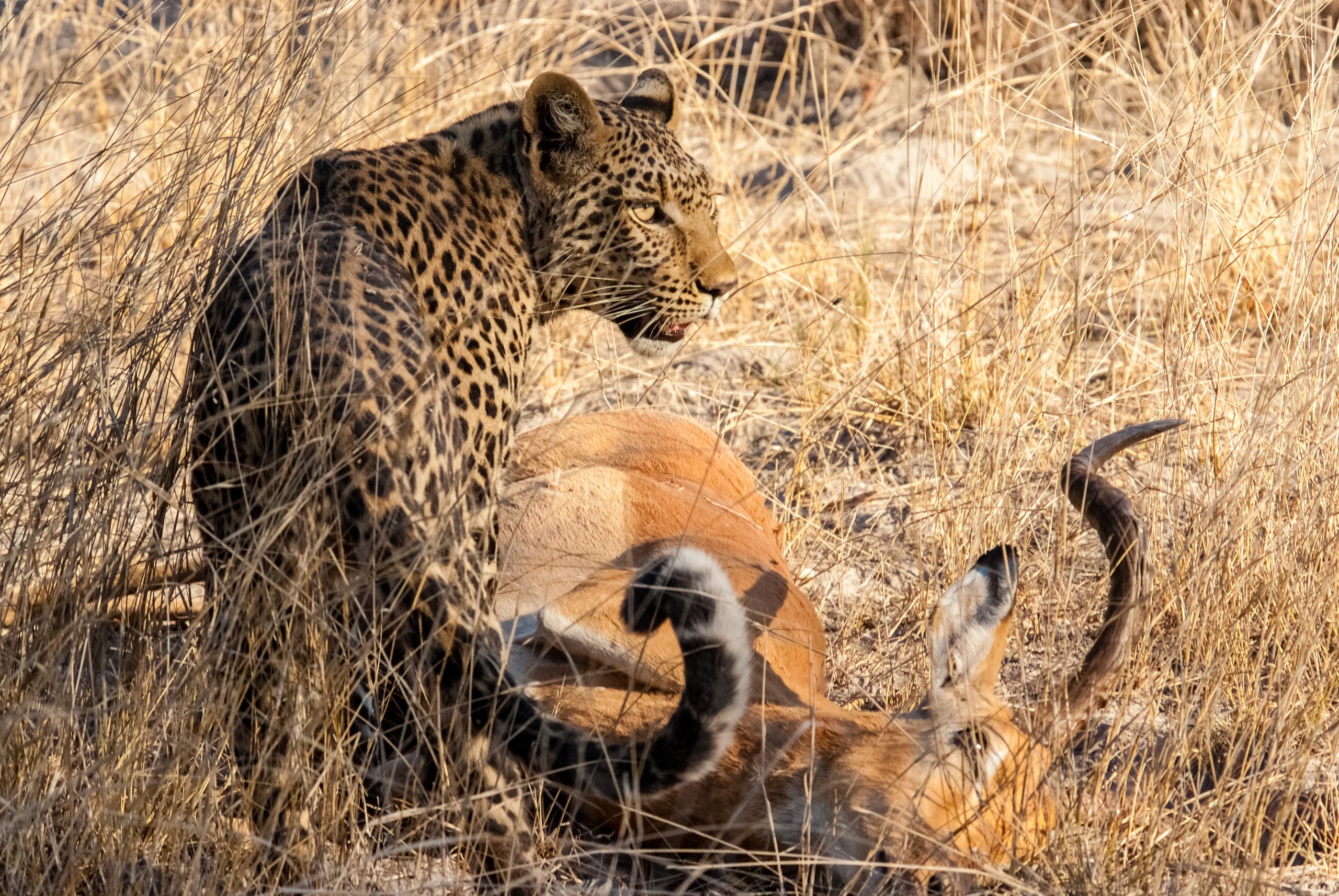 A young female leopard guards her kill in the Okavango delta. © Rachel Kramer