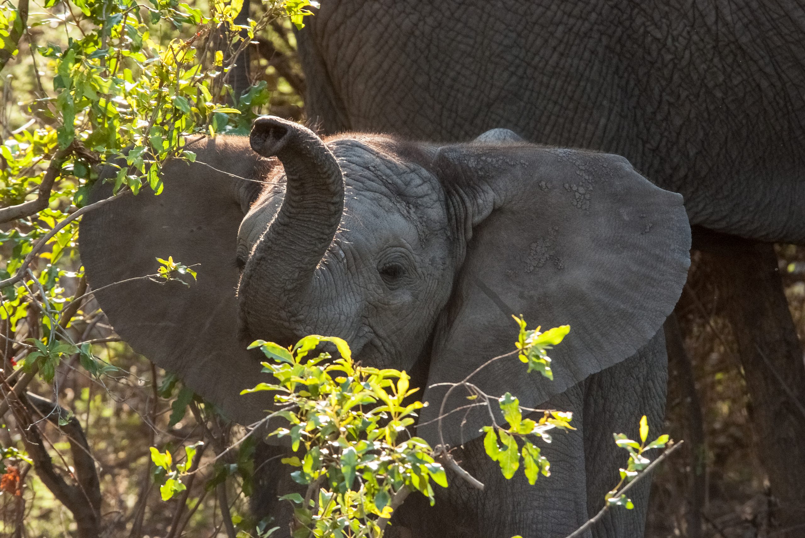 © WWF-US/Rachel Kramer