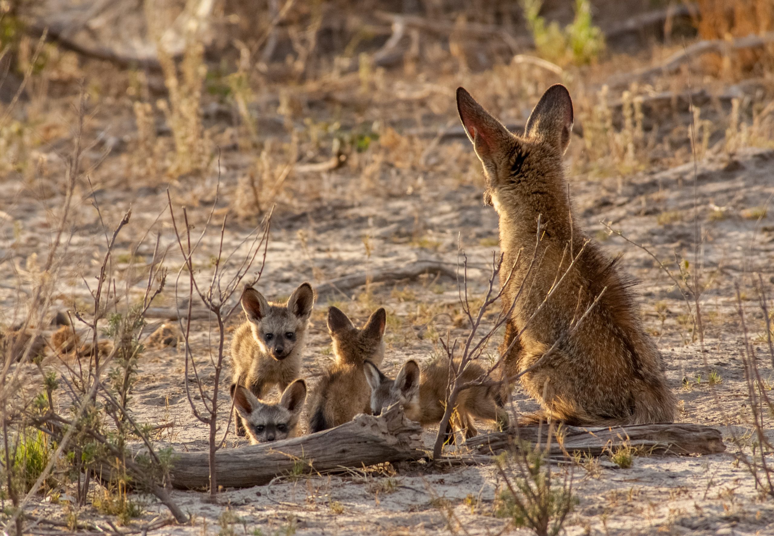 © WWF-US/Rachel Kramer