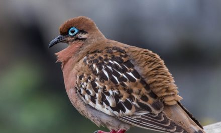 Photo of the Day: The Beautiful Galapagos Dove