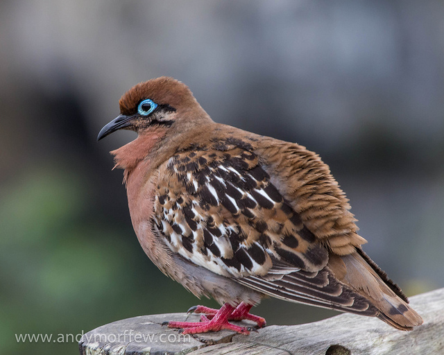 galapagos dove sitting on a rock.