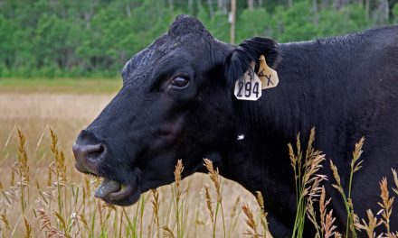 Going Vegan: Best Way to Combat Rapid Climate Change?