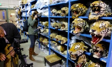Illegal Wildlife Trafficking: U.S. Doubles Down
