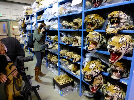 Illegal Wildlife Trafficking: U.S. Doubles Down