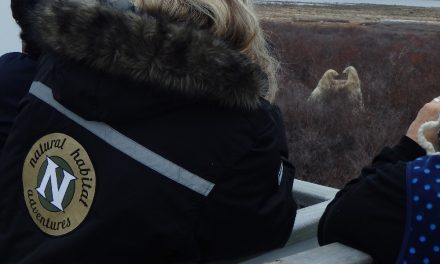 Tales from the Tundra – Sometimes the Best Wildlife Experiences are Heard and Not Seen