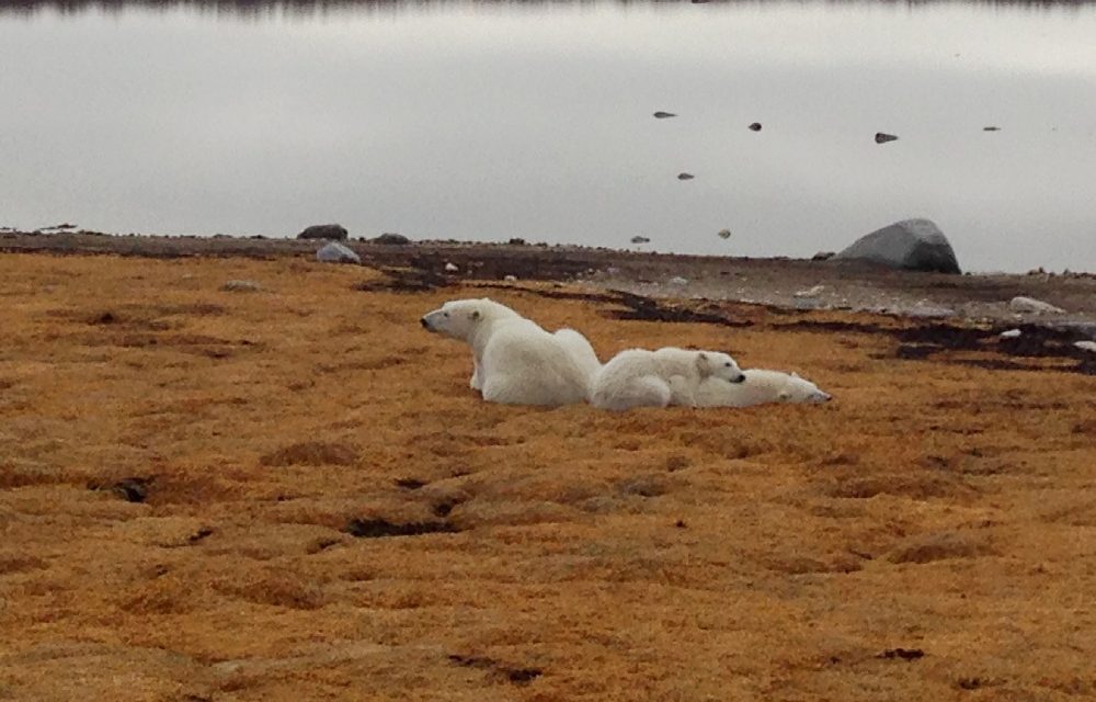 Celebrate International Polar Bear Day with Nat Hab Tales from the Tundra