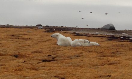 Celebrate International Polar Bear Day with Nat Hab Tales from the Tundra