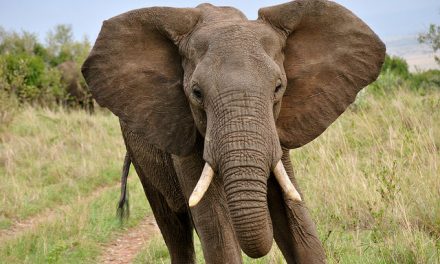 Eleven Mighty Quotes About the Mighty Elephant