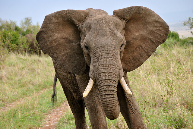 elephant maasai mara