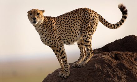 Video: Slow-Motion Capture of a Running Cheetah