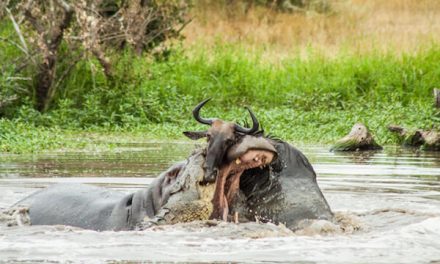 Wildebeest vs Crocodile vs Hippo: Jaw Dropping Photos from Londolozi