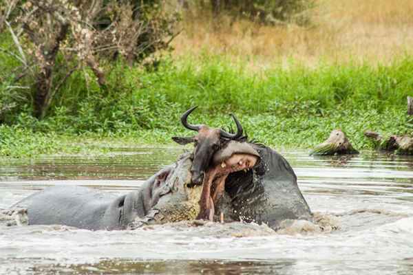 the battle between the hippo and the croc continues.