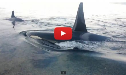 Video of the Week: Orcas In Search Of the Perfect Belly Rub
