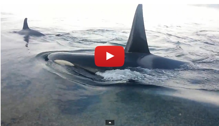 Video of the Week: Orcas In Search Of the Perfect Belly Rub