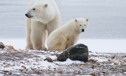 Happy International Polar Bear Day–Enjoy Our Top Polar Bear Photos!