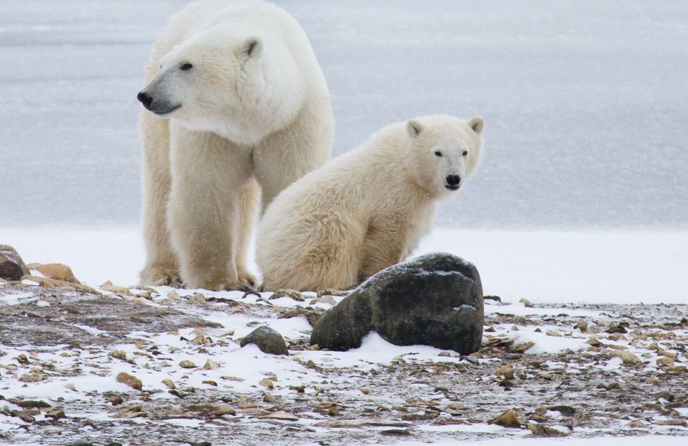 Happy International Polar Bear Day–Enjoy Our Top Polar Bear Photos!