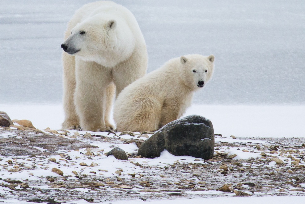 Happy International Polar Bear Day–Enjoy Our Top Polar Bear Photos!