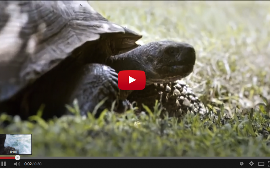 The Galapagos Islands Make Their Super Bowl Debut (Video)