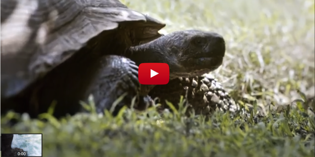 The Galapagos Islands Make Their Super Bowl Debut (Video)