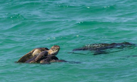 Photo of the Day: G'Day Mate!