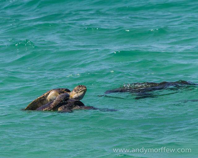 green turtles mating in the galapagos