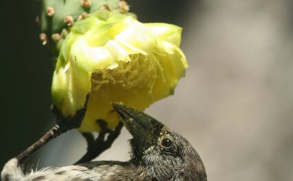 Study: Darwin's Finches and Other Galapagos Birds Have a Unique Taste for Flowers
