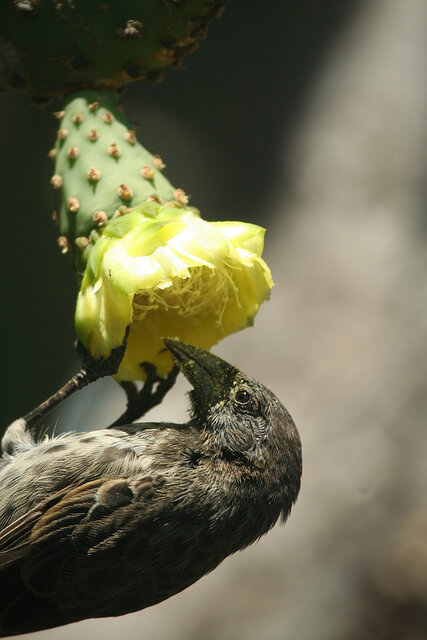 galapagos cactus finch eating a flower