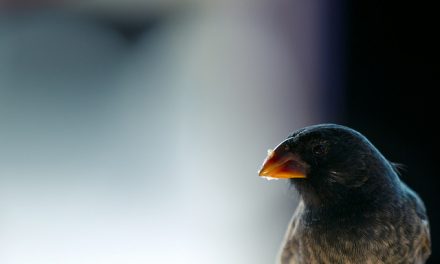 Study: Scientists Figure Out Surprising Reason Why Galapagos Finch Species Have Different Beaks