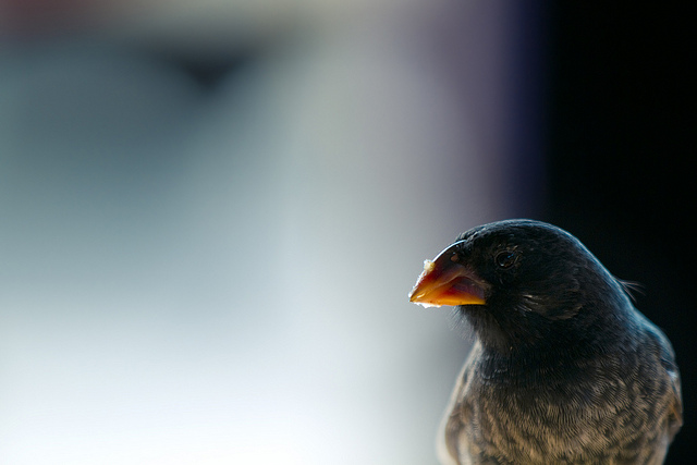 medium ground finch galapagos islands