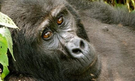Uganda Travel Tale: A Safari Full of Smiles (Even from a Gorilla!)