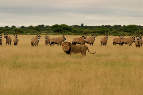 22 Stunning Wildlife Photos from Botswana
