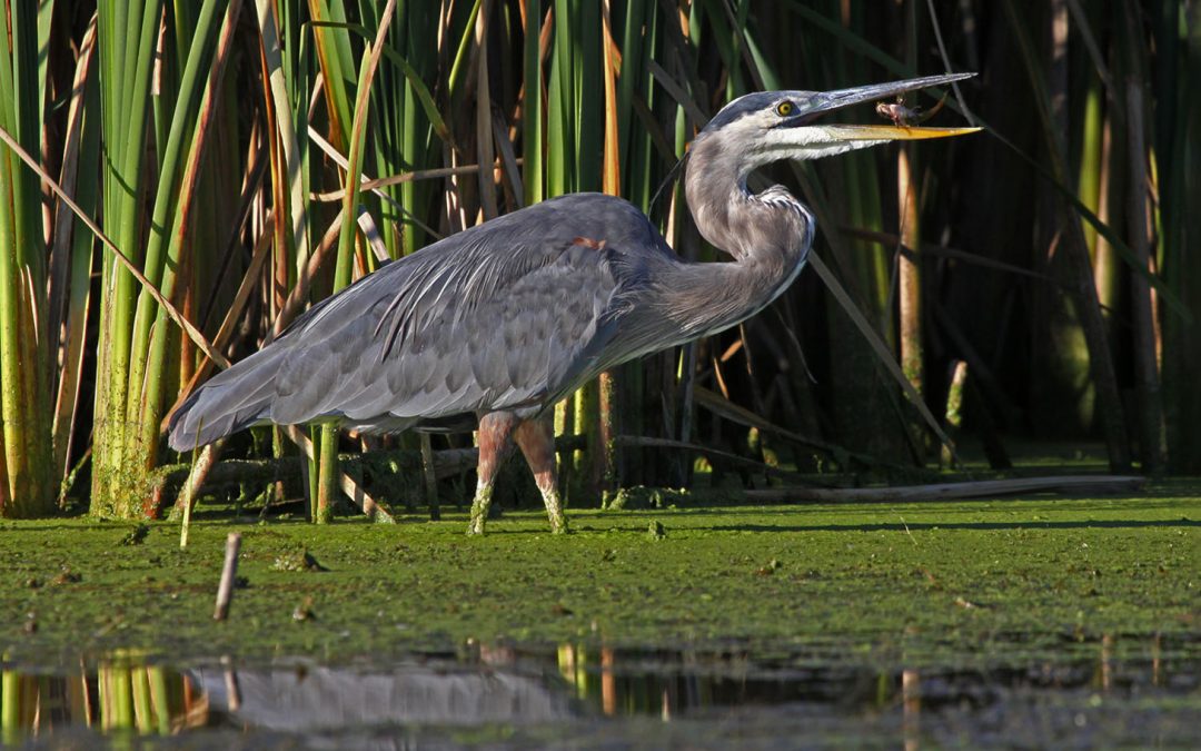 Videos: Great Blue Heron Brawl