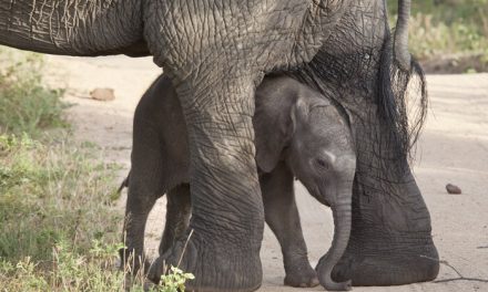 Watch as This Baby Elephant Take Its First Steps