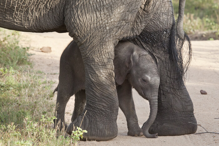 baby elephant taking its first steps at londolozi