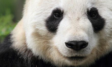 Five Recent Gains for Endangered Wildlife Species