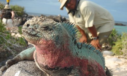 The Galapagos Islands Named the World's Best Place for Wildlife