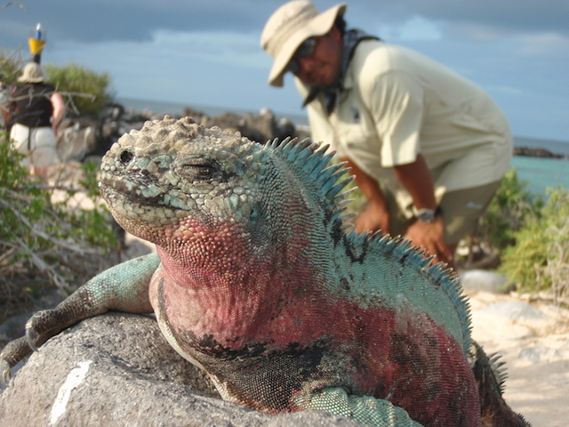 marine iguana galapagos islands