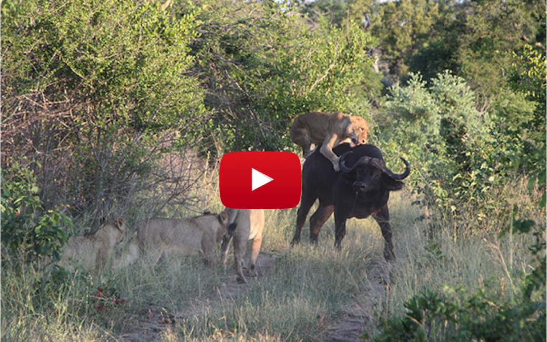 Watch This Injured Buffalo Face Down a Pride of Hungry Lions