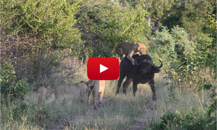 Watch This Injured Buffalo Face Down a Pride of Hungry Lions