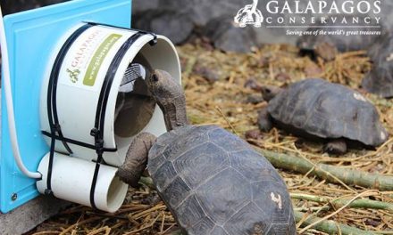 Watch Juvenile Giant Tortoises (Sort of) Frolic on Tortoise Center's Webcams