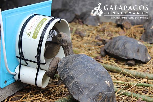Watch Juvenile Giant Tortoises (Sort of) Frolic on Tortoise Center's Webcams