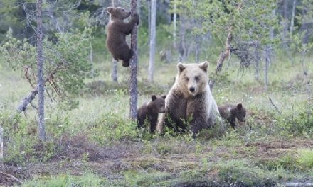 Wildlife Photo of the Week: Brown Bears in Finland