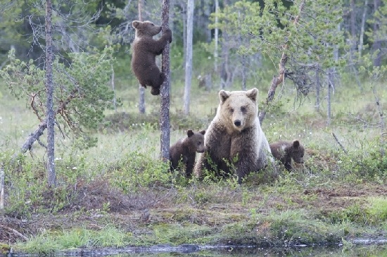 Wildlife Photo of the Week: Brown Bears in Finland