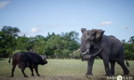 Photo of the Day: Big Five Standoff at Sabi Sabi