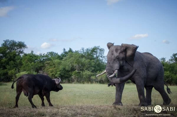 elephant and buffalo battle at Sabi Sabi