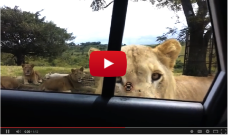 Family Gets a Lion-Sized Surprise of a Lifetime in South Africa