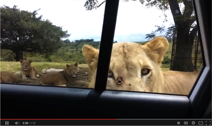lion opens car door with teeth