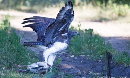 Photo of the Day: A Martial Eagle in Action